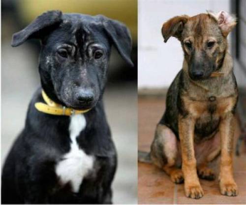 lili liu mittelgro�e mix welpen monate