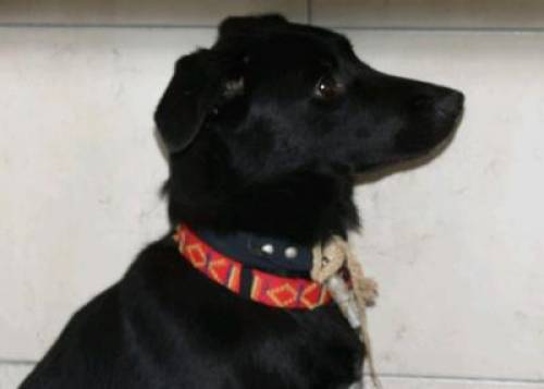 shy mary sch�chterne mon mischlingsschwestern