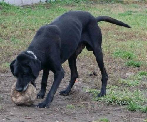 labi lebensfroher problemloser j�hriger labrador mix