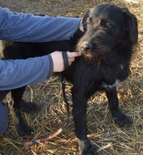 luke wachsamer treuer gef�hrte rassetypisch riesenschnauzer