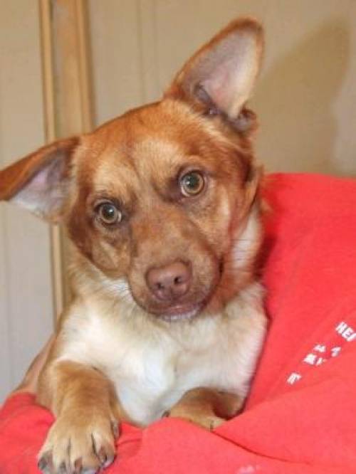 rudi kleinhund m�chte keine r�den konkurrenz