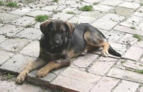 mese scheue kaukasen sch�fer mix h�ndin in erfahrene h�nde