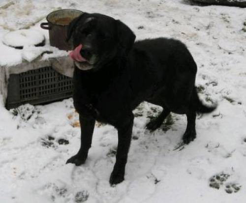 bagarol labrador mischling