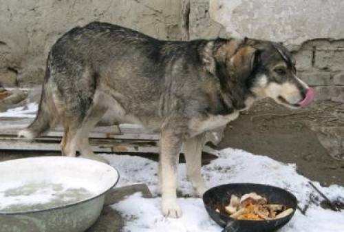 parizer husky sch�fer mischling h�ndin