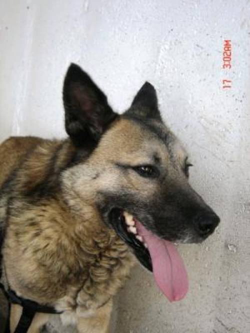 nyakas mehrfach mix mittelgro� r�de