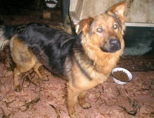 milla sch�fer h�ndin