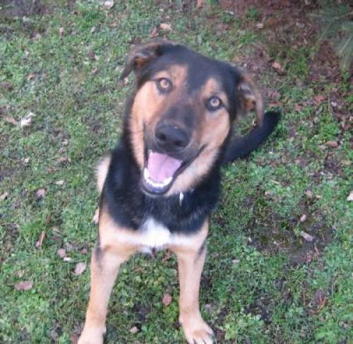 choco monate junger sch�fer mischling r�de