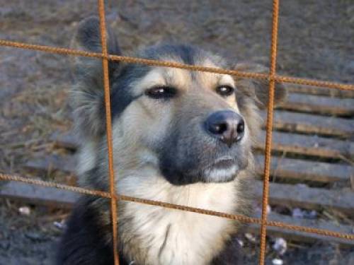 nerva junge kastrierte kleinw�chsige sch�fer collie h�ndin