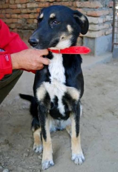 szofi bracke unbekannt mischling