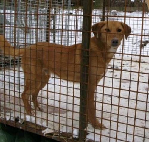 cooper mittelgro�er mix r�de kastriert mehrfach