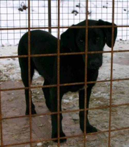 garo kurzbeiniger junger r�de kastriert mini labrador