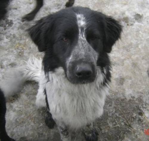 pamut junger setter mischling