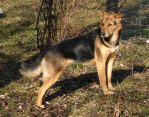 marina sch�fer mischlingsh�ndin