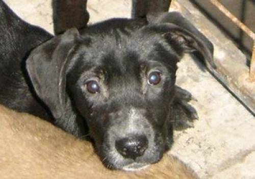 dina noch sch�chternes labrador mix m�dl