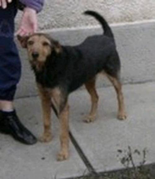 sissy foxterrier mischling jahre jung