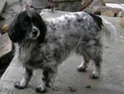 potyi cockerspaniel mischling h�ndin