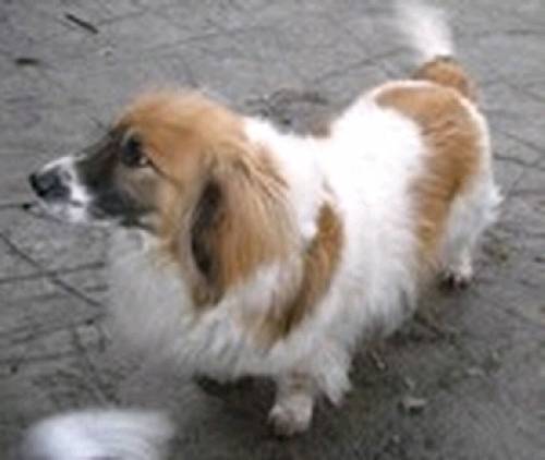 artur spaniel bassett mischling r�de