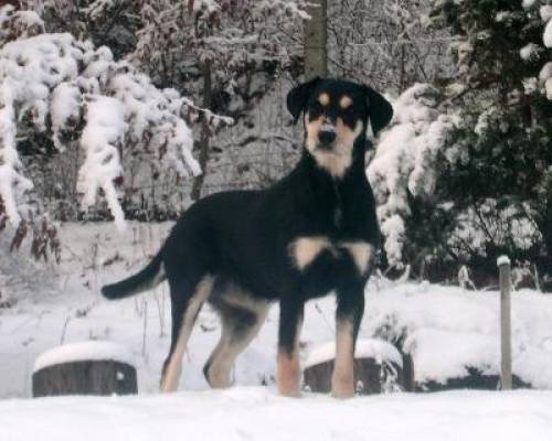 blanka sch�fer schnauzer mischling h�ndin