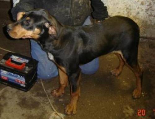 rambo rottweiler mischling r�de