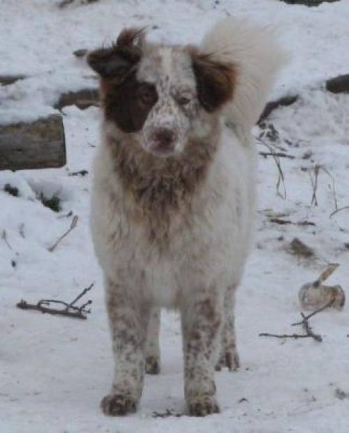 lenke ca monates setter mischling h�ndin