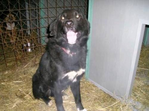blacky border collie labrador mischling r�de