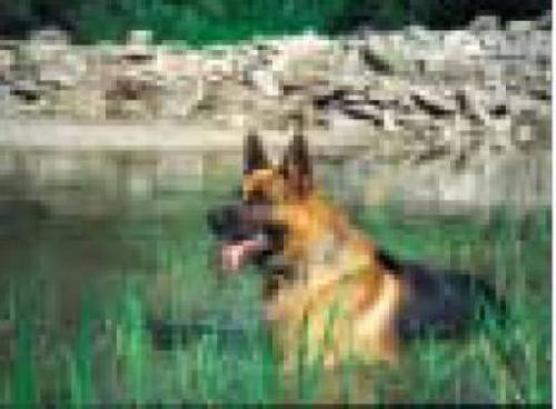 deutscher sch�ferhund joma r�de