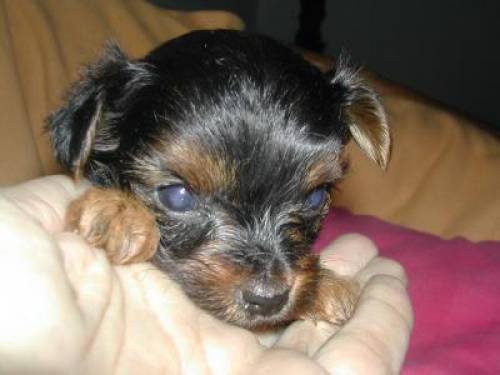 yorkshire terrier welpen