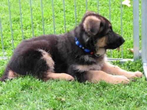 deutscher sch�ferhund welpe r�de