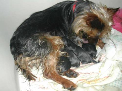 mini yorkshire terrier babys woche jung