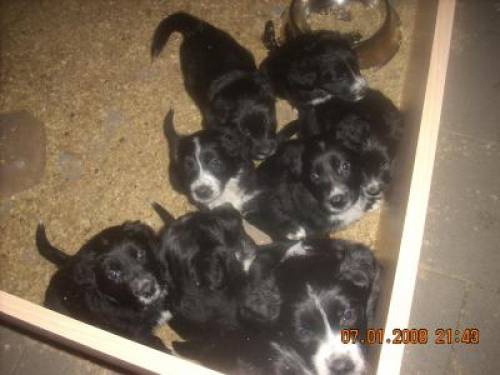 golden retriever border colli welpen