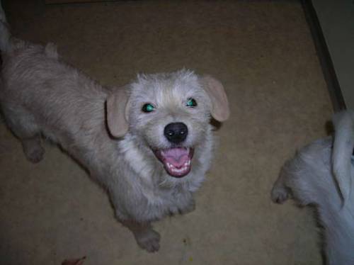 hundewelpen suchen ein zuhause