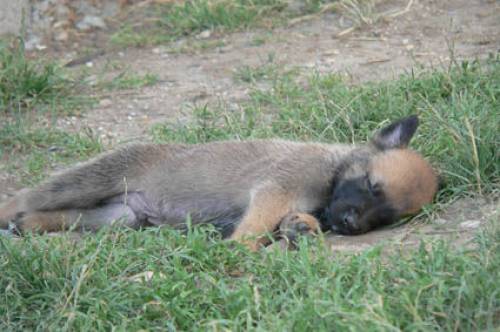 belgische schfer welpen malinois