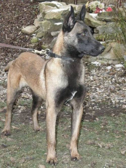 malinois r�de monate alt f�r sportliche familie
