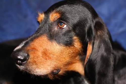 italienischer laufhund segugio italiano