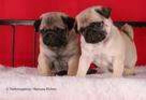 mops welpen beige