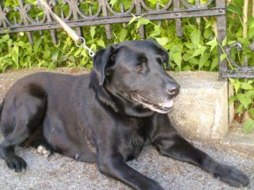 labrador retriever senta h�ndin