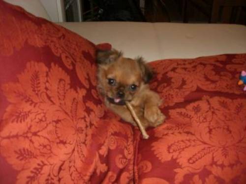 pekinese lilly h�ndin