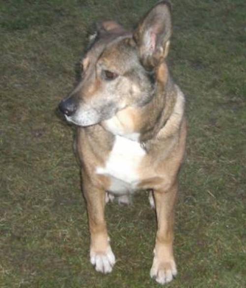 sch�fer mischling jussi r�de