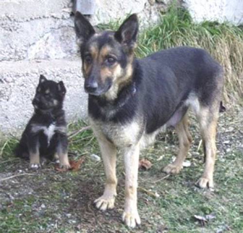  j�hrige sch�fer mischling w ihre welpen wochen