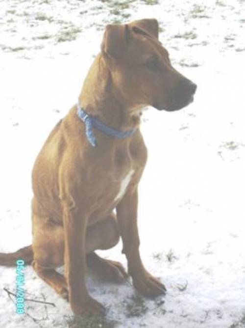 stafford mischling lotte h�ndin