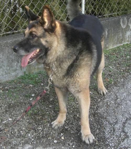 deutscher sch�ferhund rex