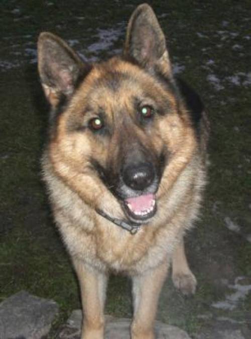 deutscher sch�ferhund sarah