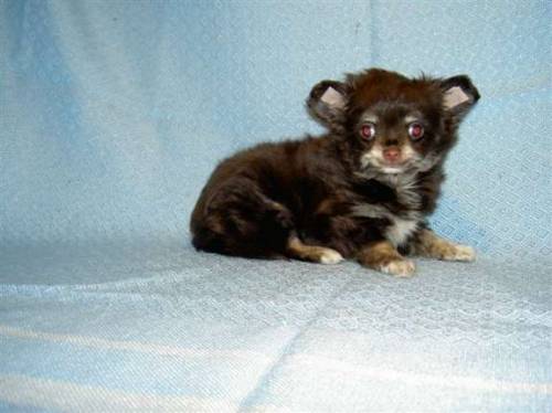chihuahua