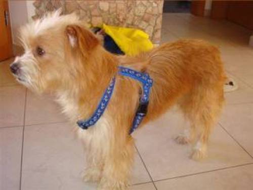 linda mischlingshund