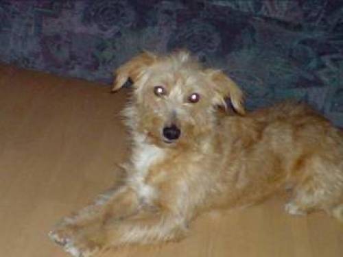 liebevoller yaki sucht seine familie