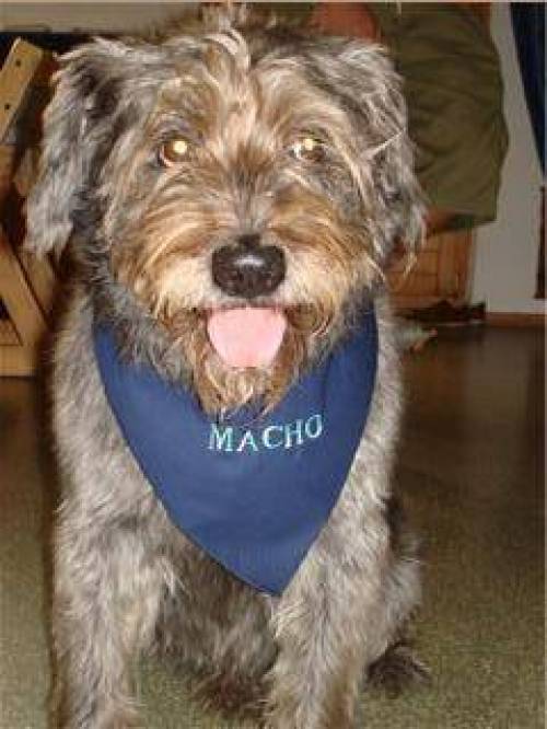 hundehalst�cher zu gunsten der tiere