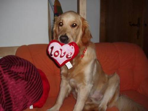  jahre junger golden retriever deck r�de sunny
