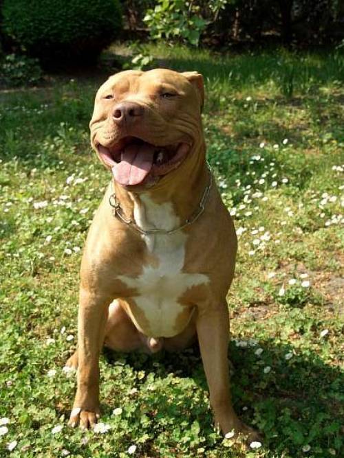 deckrde american stafford terrier