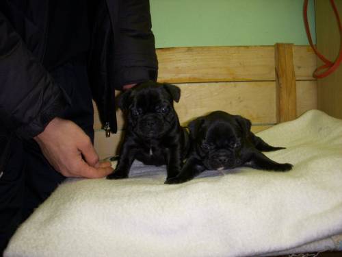 franz�sische bulldogge welpen