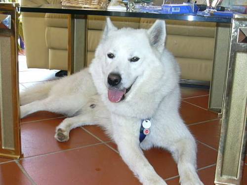 samojede schneewei�er husky
